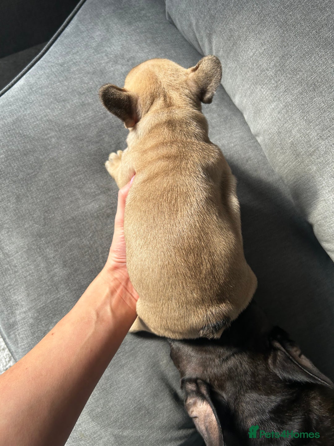 French Bulldog dogs for sale: KC wonderful French Bulldog puppies🐾 - Image 15