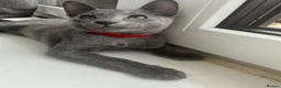 Russian Blue cats for sale: TICA REGISTERED Pure Breed Russian Blue Kittens - Advert 8