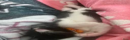 Mixed Breed cats for sale: Adorable playful kittens - Advert 3