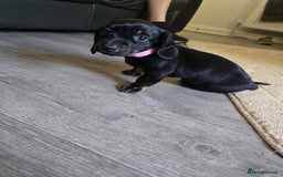 Dachshund dogs for sale: 💖💙💙 puppies 🐶  - Image 2