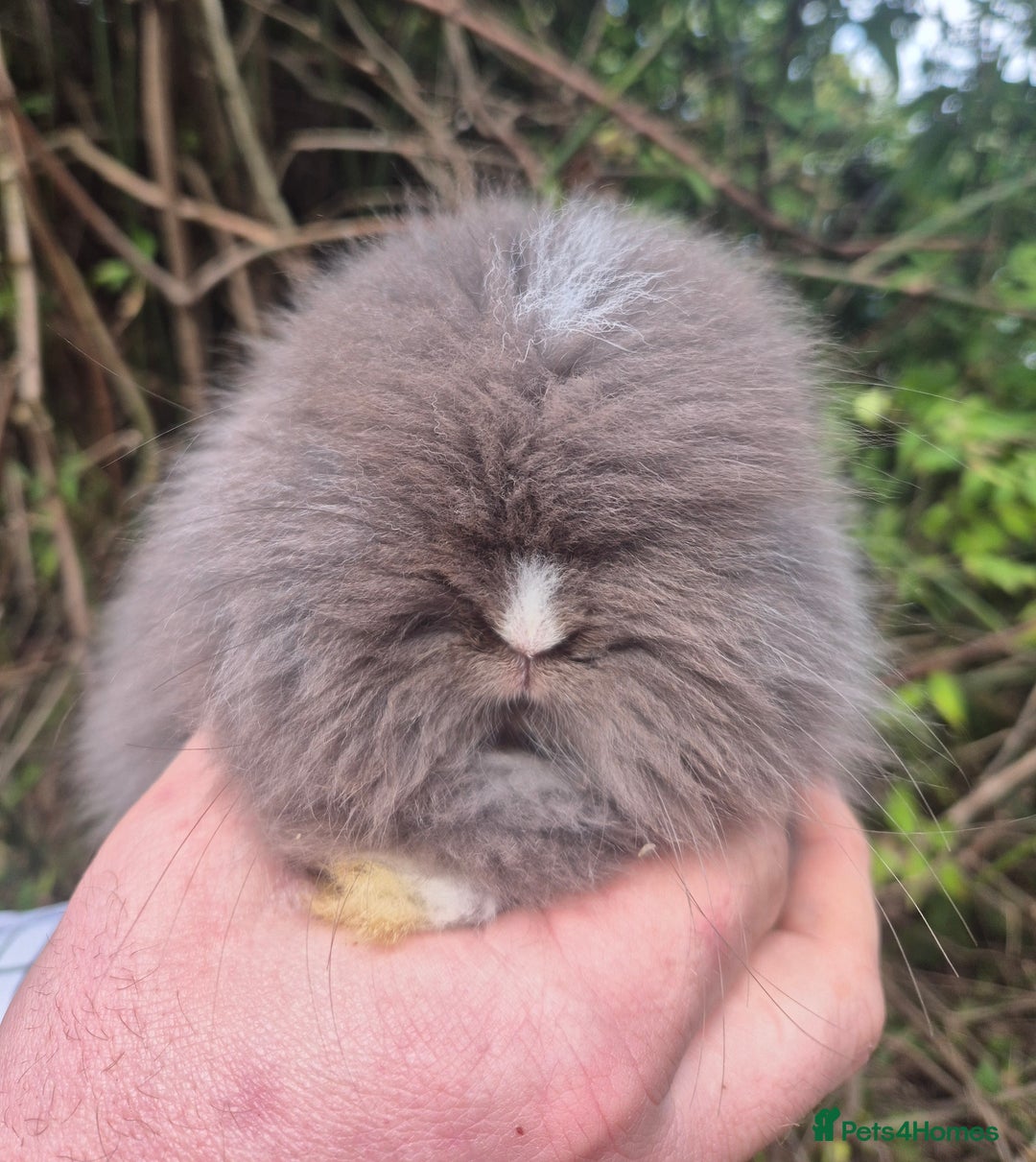 Angora rabbits for sale: 💙🩷 beautiful Teddydwerg babies-parents imported! - Advert 1