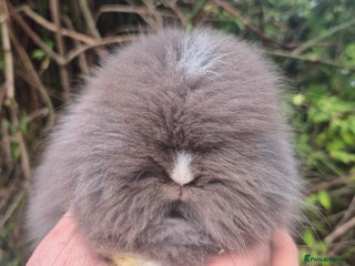 Angora rabbits 💙🩷 beautiful Teddydwerg babies-parents imported! - Advert 6