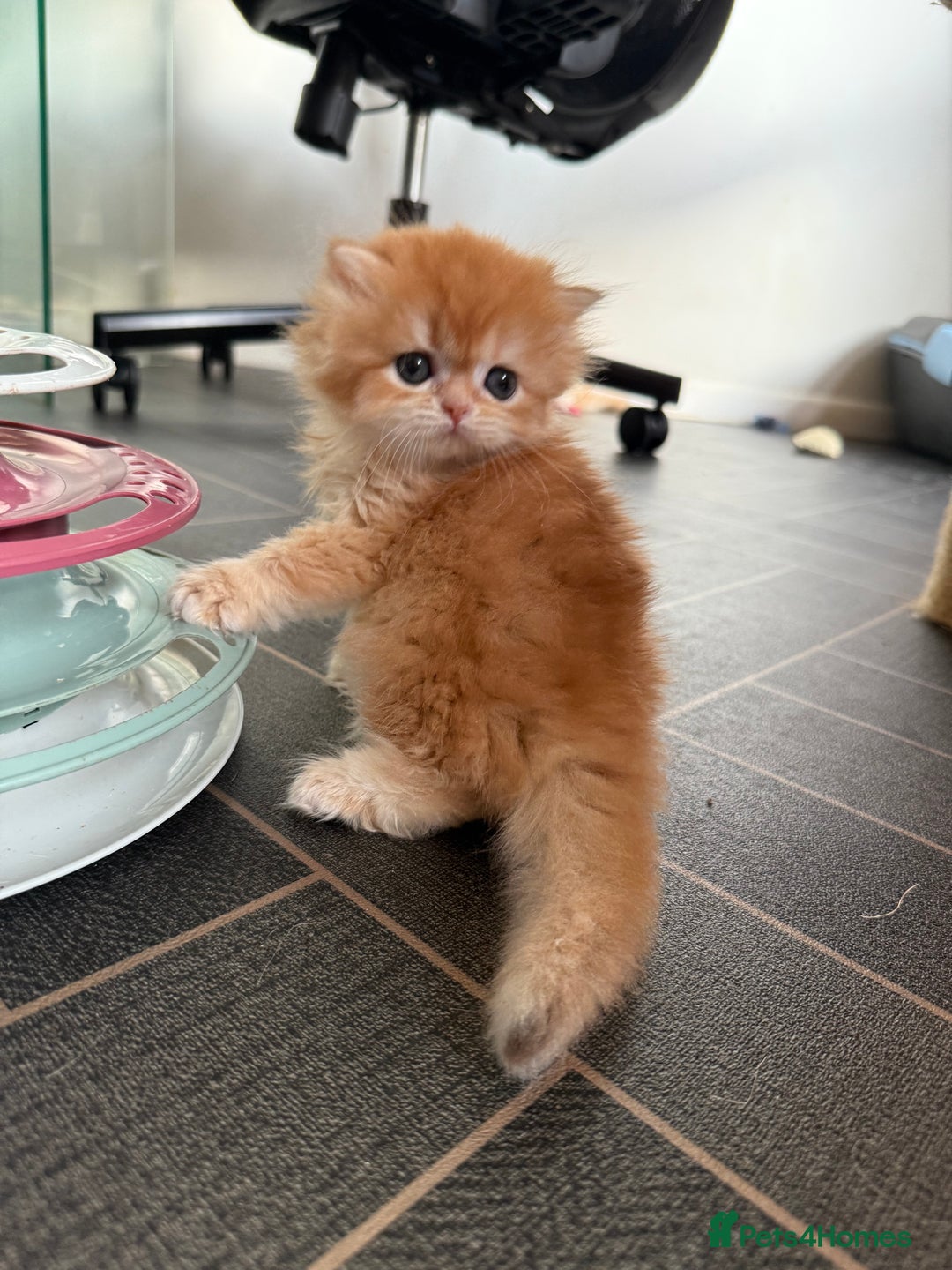 British Shorthair cats for sale: GCCFreg BSH & BLH Chocolate & Black Golden Kittens - Advert 18