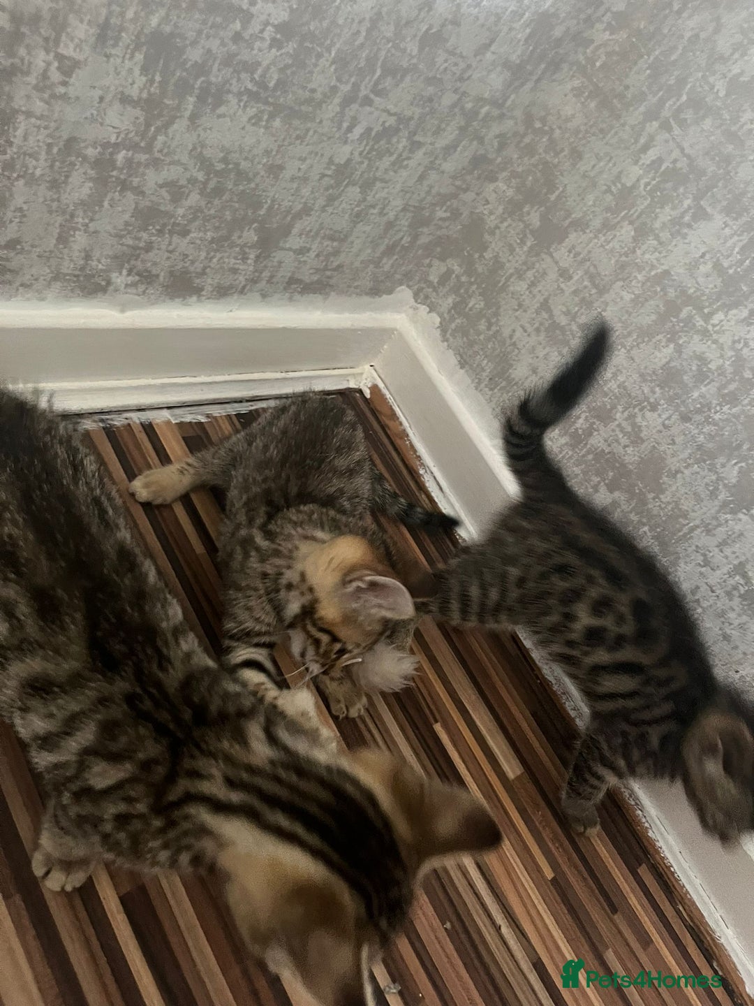 Bengal cats for sale: Bengal girls - Image 12