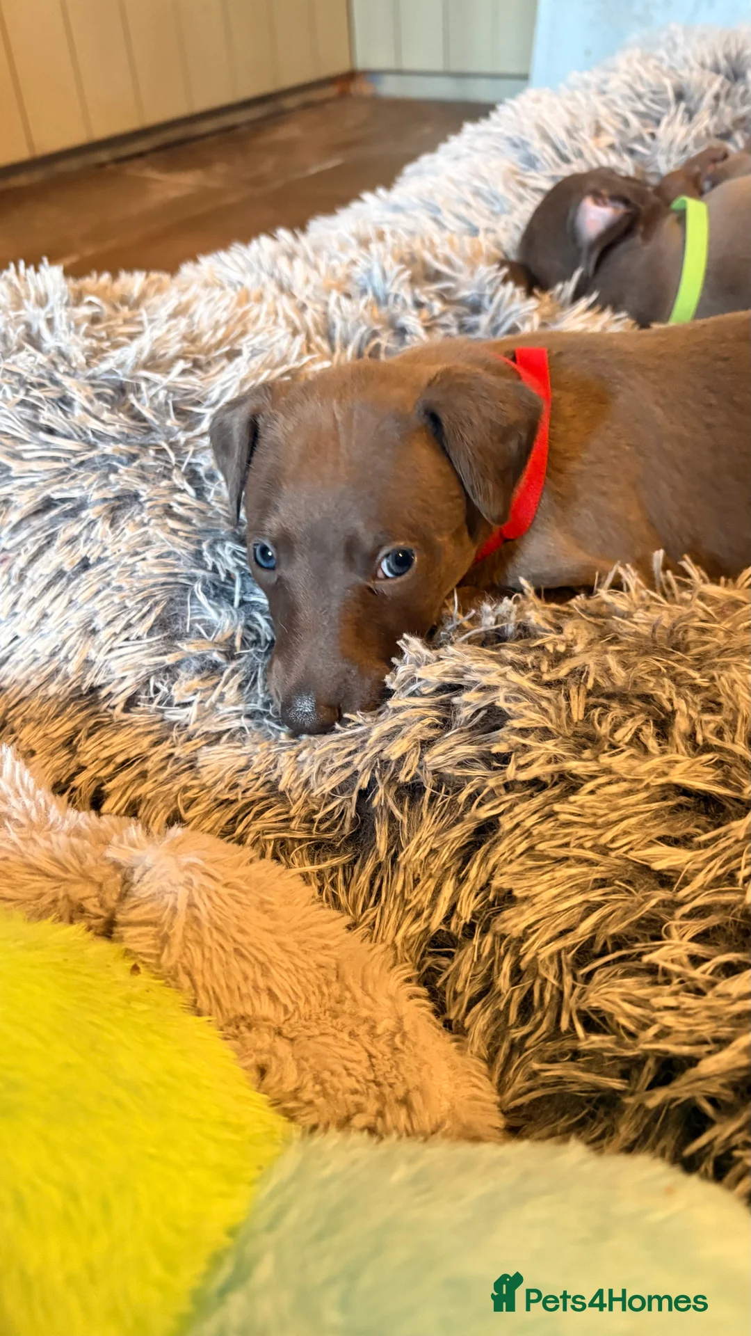 Whippet dogs for sale: KC whippet puppies - Advert 10