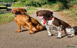 German Shorthaired Pointer dogs for sale: GSP Litter due 12th August  - Image 3