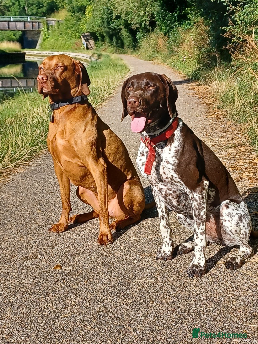 German Shorthaired Pointer dogs for sale: GSP Litter due 12th August  - Image 3