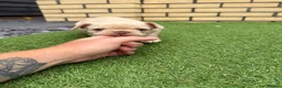 French Bulldog dogs for sale: Stunning French Bulldog Puppies in Norwich - Advert 32