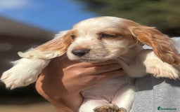 Cocker Spaniel dogs for sale: Cocker Spaniel Puppies (10 weeks - Ready to go) - Image 9