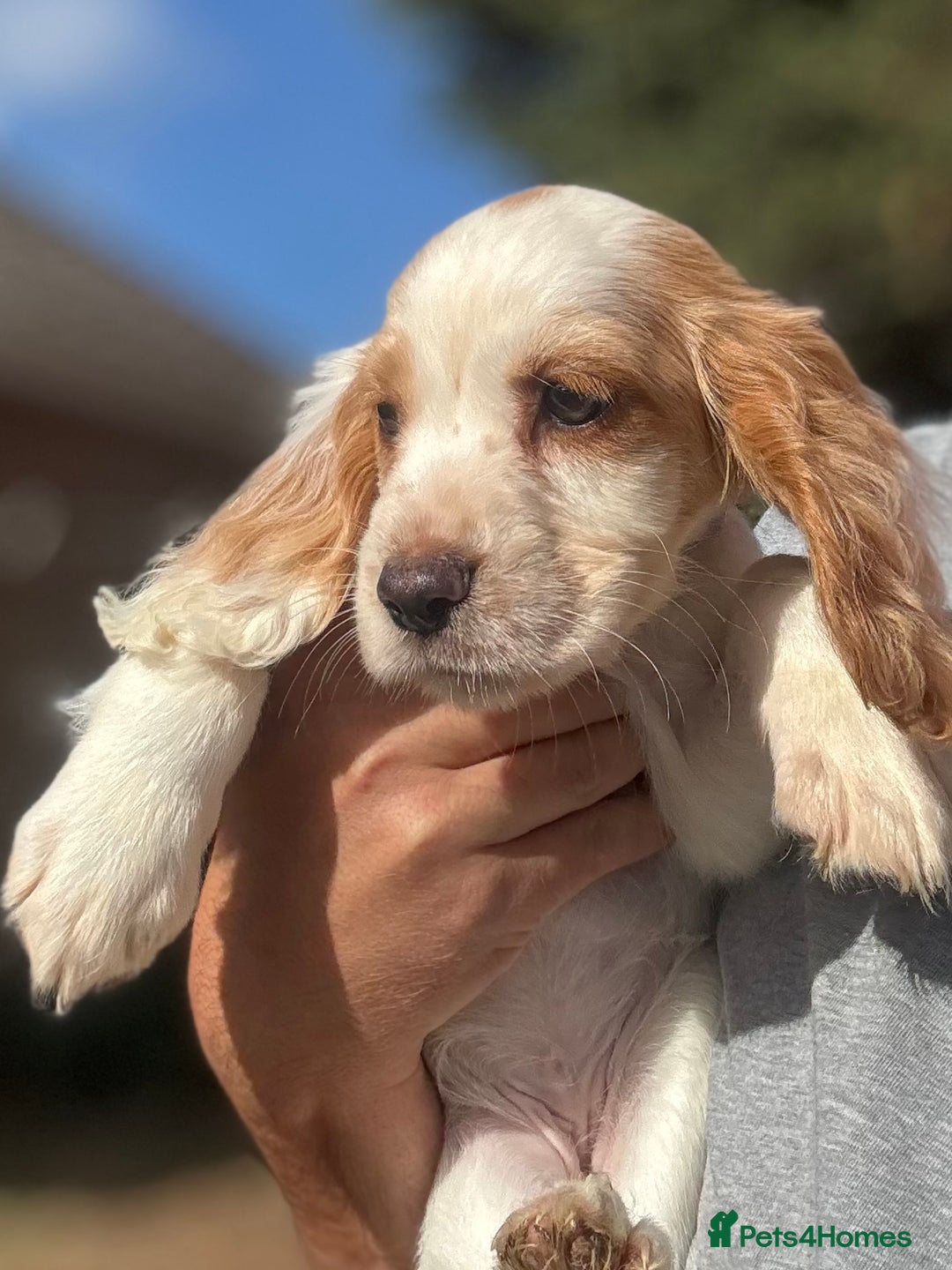 Cocker Spaniel dogs for sale: Cocker Spaniel Puppies (10 weeks - Ready to go) - Image 9