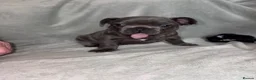 French Bulldog dogs for sale: 🐾 Beautiful 6-Week-Old Female Puppy  in High Wycombe - Advert 7