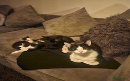 Mixed Breed cats for sale: 4 beautiful mixed kittens  - Image 2
