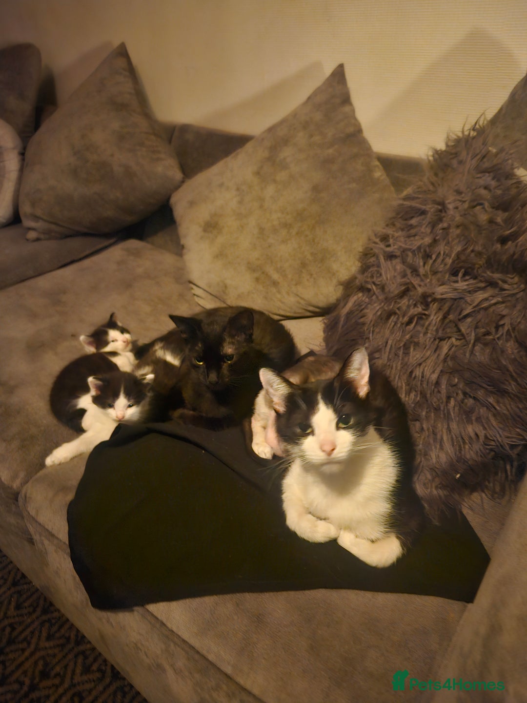 Mixed Breed cats for sale: 4 beautiful mixed kittens  - Image 2
