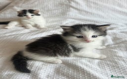 Ragdoll cats for sale: Ragdoll Mix Long-Haired Fluffy Kittens! - Image 13