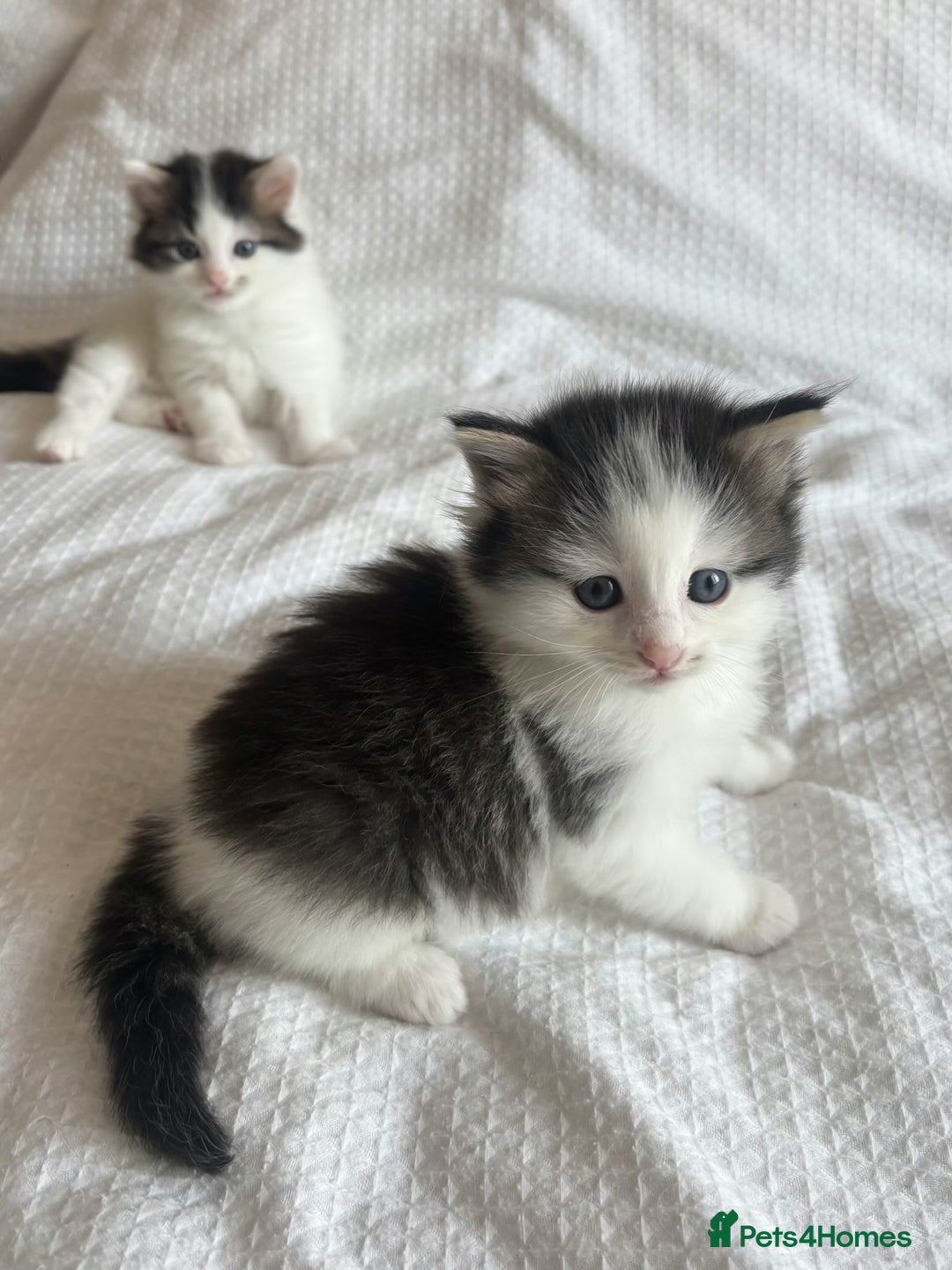 Ragdoll cats for sale: Ragdoll Mix Long-Haired Fluffy Kittens! - Image 13
