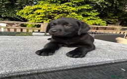 Labrador Retriever dogs for sale: Stunning Show Chunky Girl Available  - Image 4