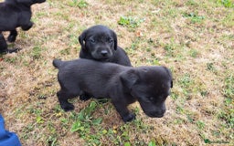 Labrador Retriever dogs for sale: Adorable Black Labrador puppies 4 boys available  - Image 7