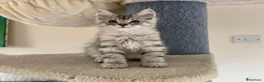 Maine Coon Kitten 3