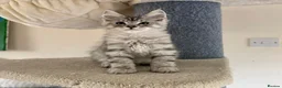 Maine Coon cats for sale: Mackerel tabby boys  - Advert 13