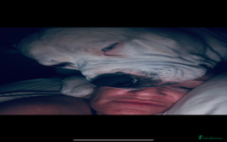 American Bulldog dogs for stud: Classic American bull 🇺🇸  - Image 15