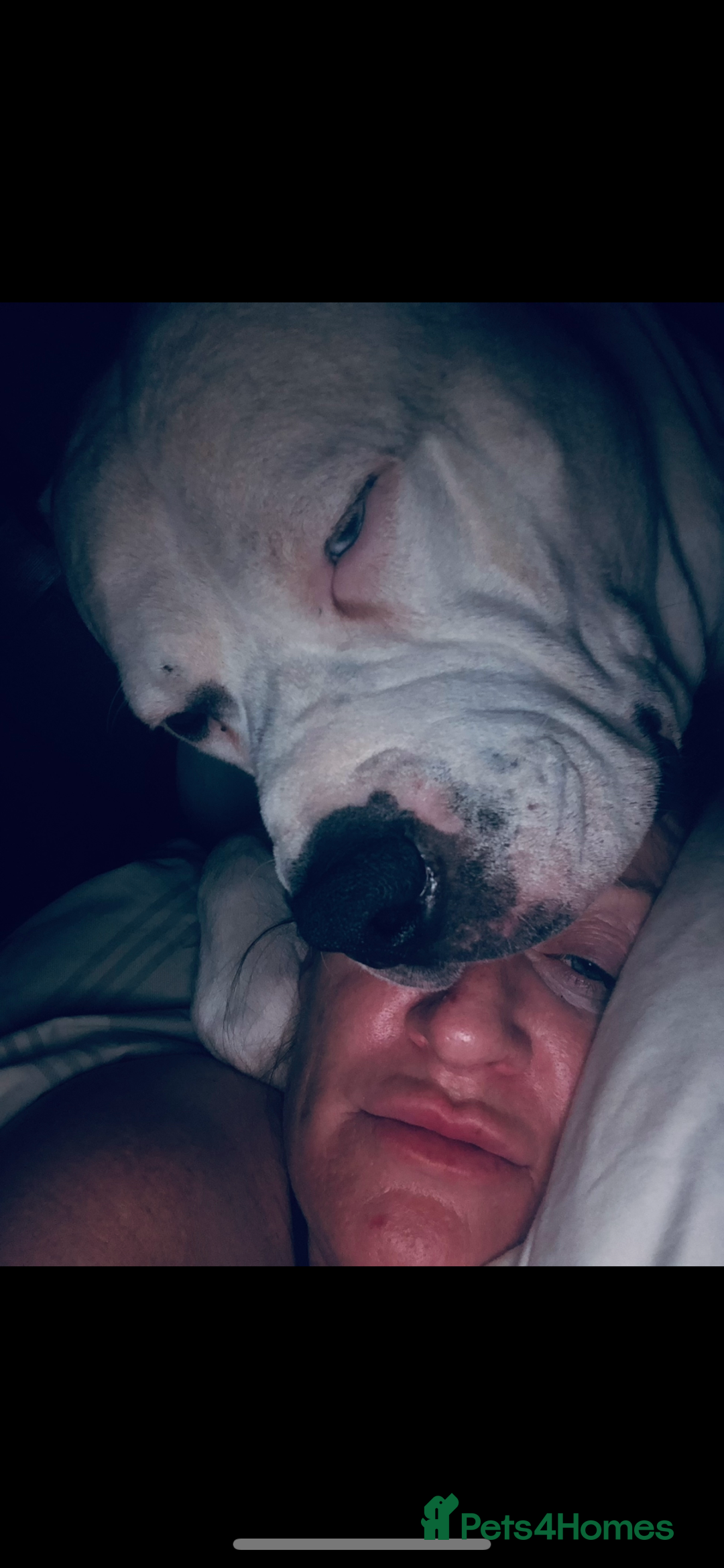 American Bulldog dogs for stud: Classic American bull 🇺🇸  - Image 15