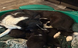 Border Collie dogs for sale: 3 gorgeous border collie puppies  - Image 10