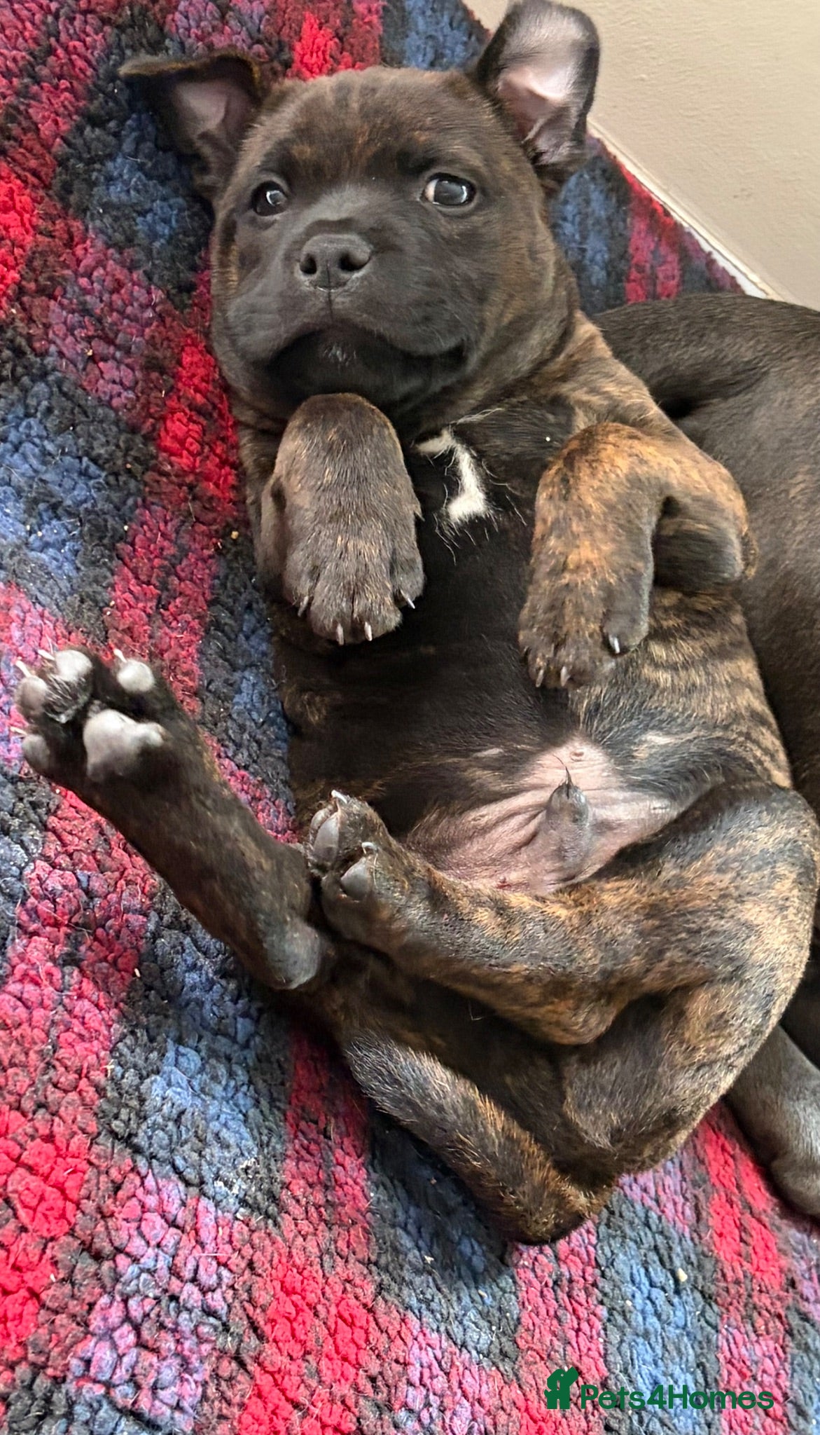 Staffordshire Bull Terrier dogs 1 beautiful staffy pup - Advert 2