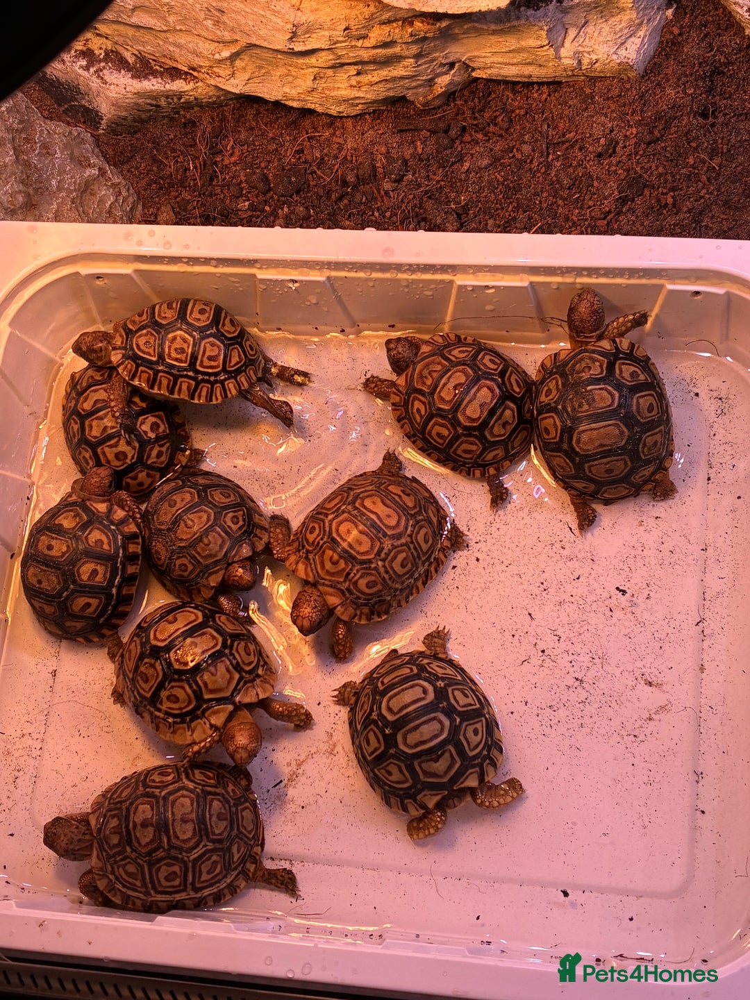 Tortoise reptiles for sale: Baby leopard tortoises for sale  - Advert 6