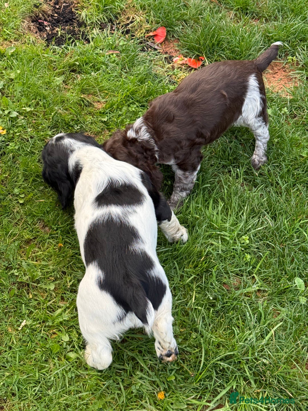 Sprocker dogs for sale: 2 sprockers available  - Advert 20
