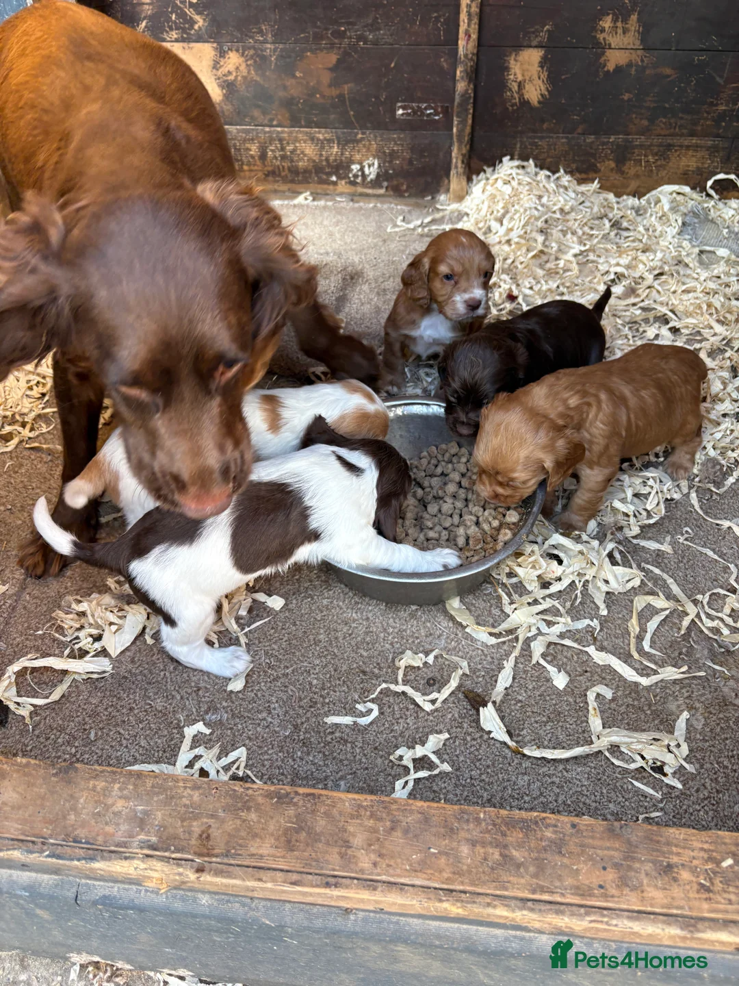 Mixed Breed dogs for sale: Sprocker pups in Doncaster - Advert 2