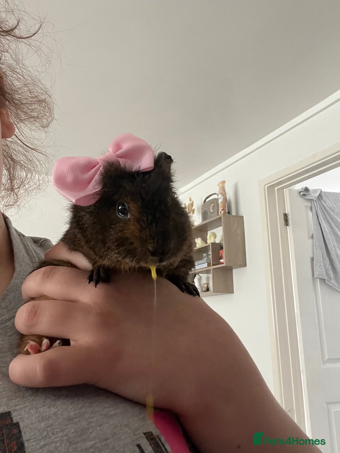 Guinea Pig rodents for sale: 2 female guinea pigs (RESERVED)  in Newport - Image 10