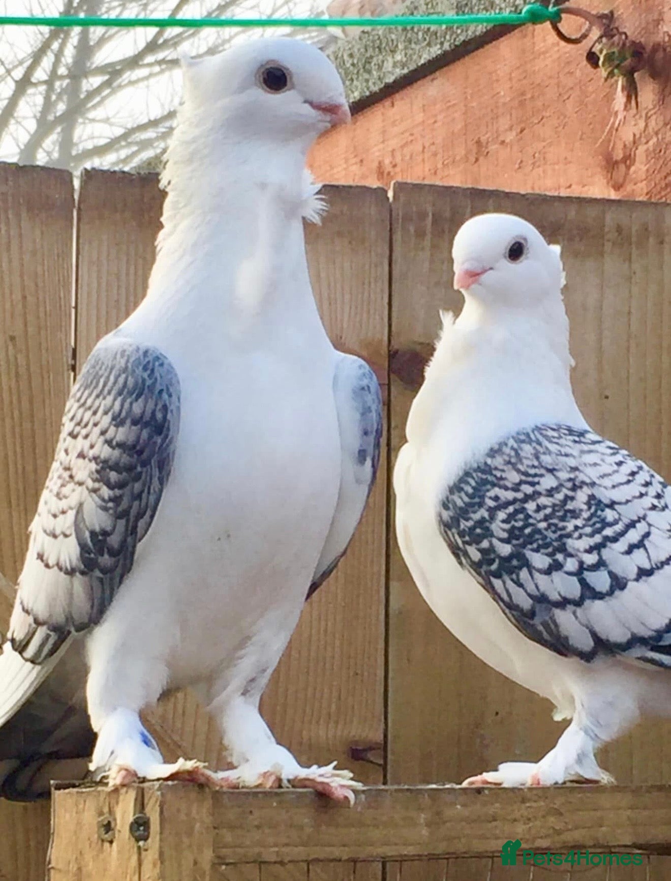 Pigeons birds Beautiful Vaccinated Breeding Pigeons ready to go - Advert 2