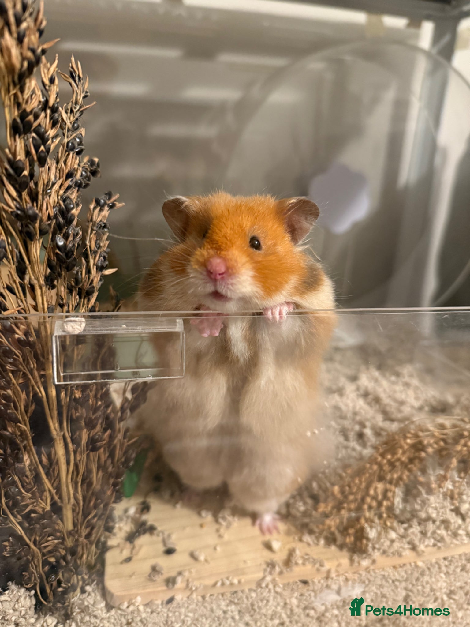 Hamster rodents Beautiful Pedigree Syrians Male & Female - Advert 2