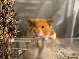 Hamster rodents Beautiful Pedigree Syrians Male & Female - Advert 2