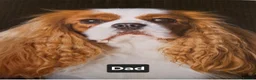 Cavalier King Charles Spaniel dogs for sale: KC. C.K.C.S from Champion Show Lines - Advert 20