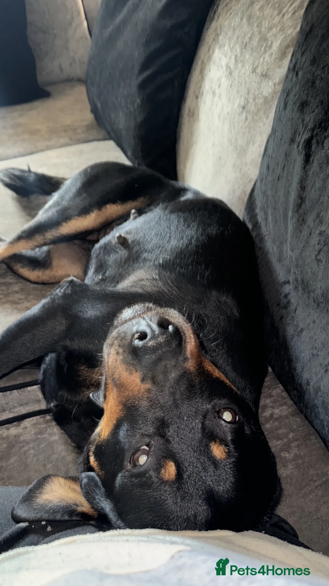 Rottweiler dogs for sale: Beautiful Rottweiler  - Advert 1