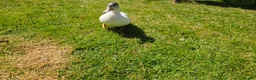 Ducks poultry for sale: Call duckling for sale  - Advert 7