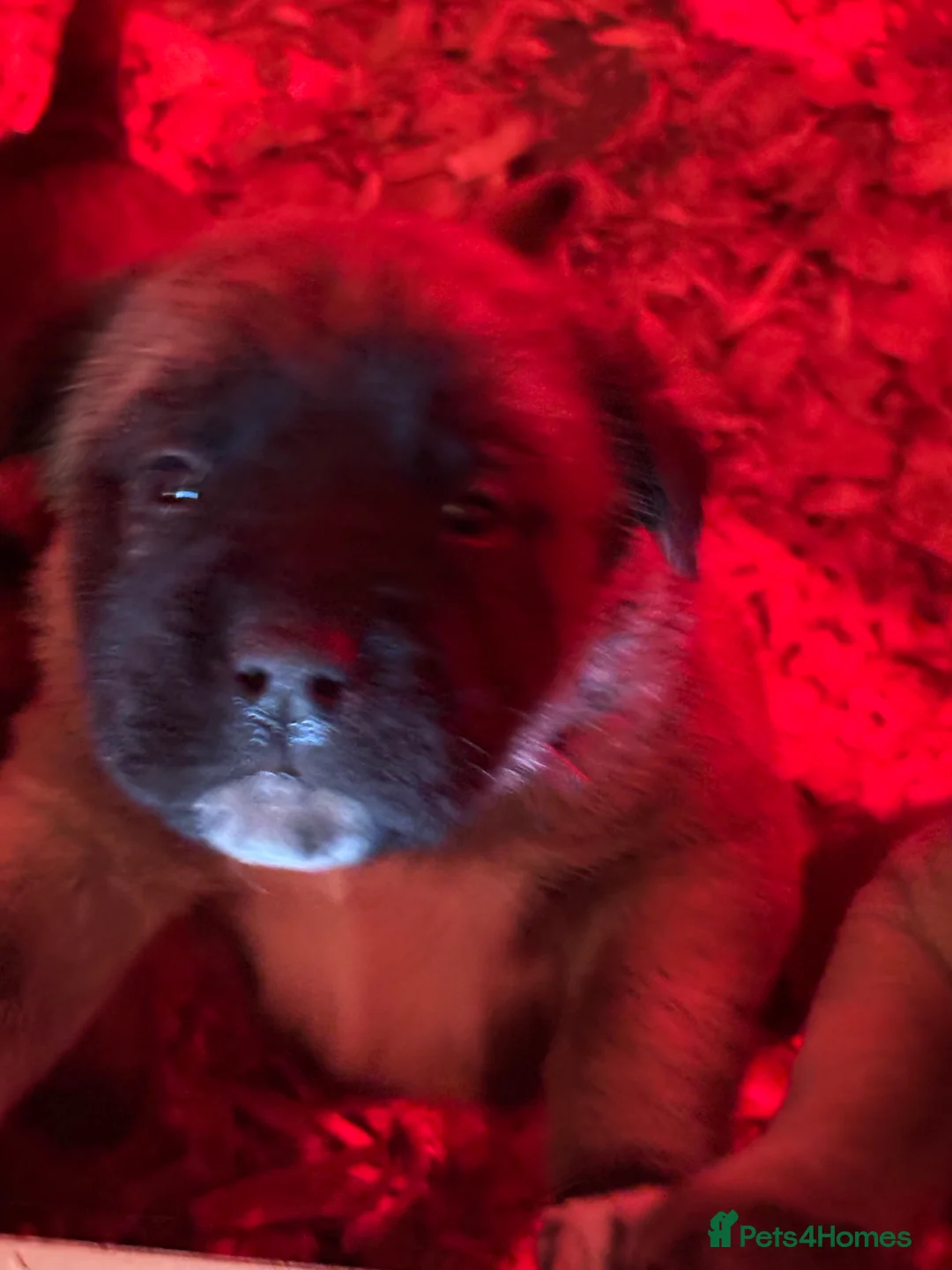 Anatolian Shepherd dogs for sale: Beautiful litter 5 girls left  - Advert 17