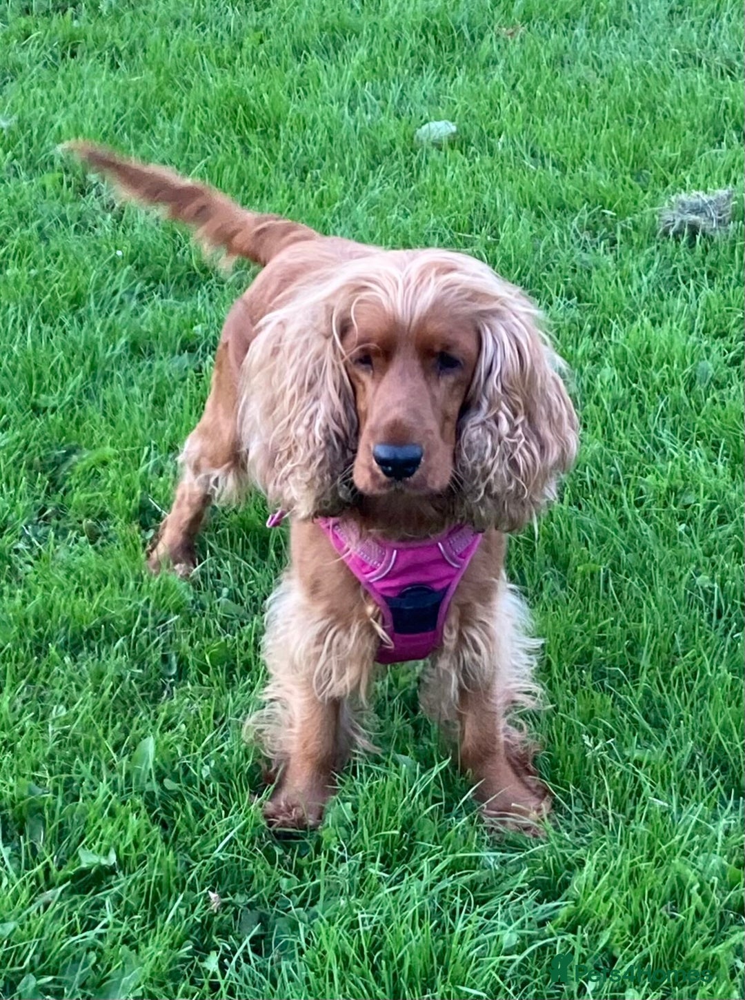 Cocker Spaniel dogs for sale: 🐶 Cocker Spaniel Puppies Ready Soon! 🏡 - Advert 9