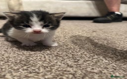 Scottish Fold cats for sale: Scottish fold (half) - Image 2