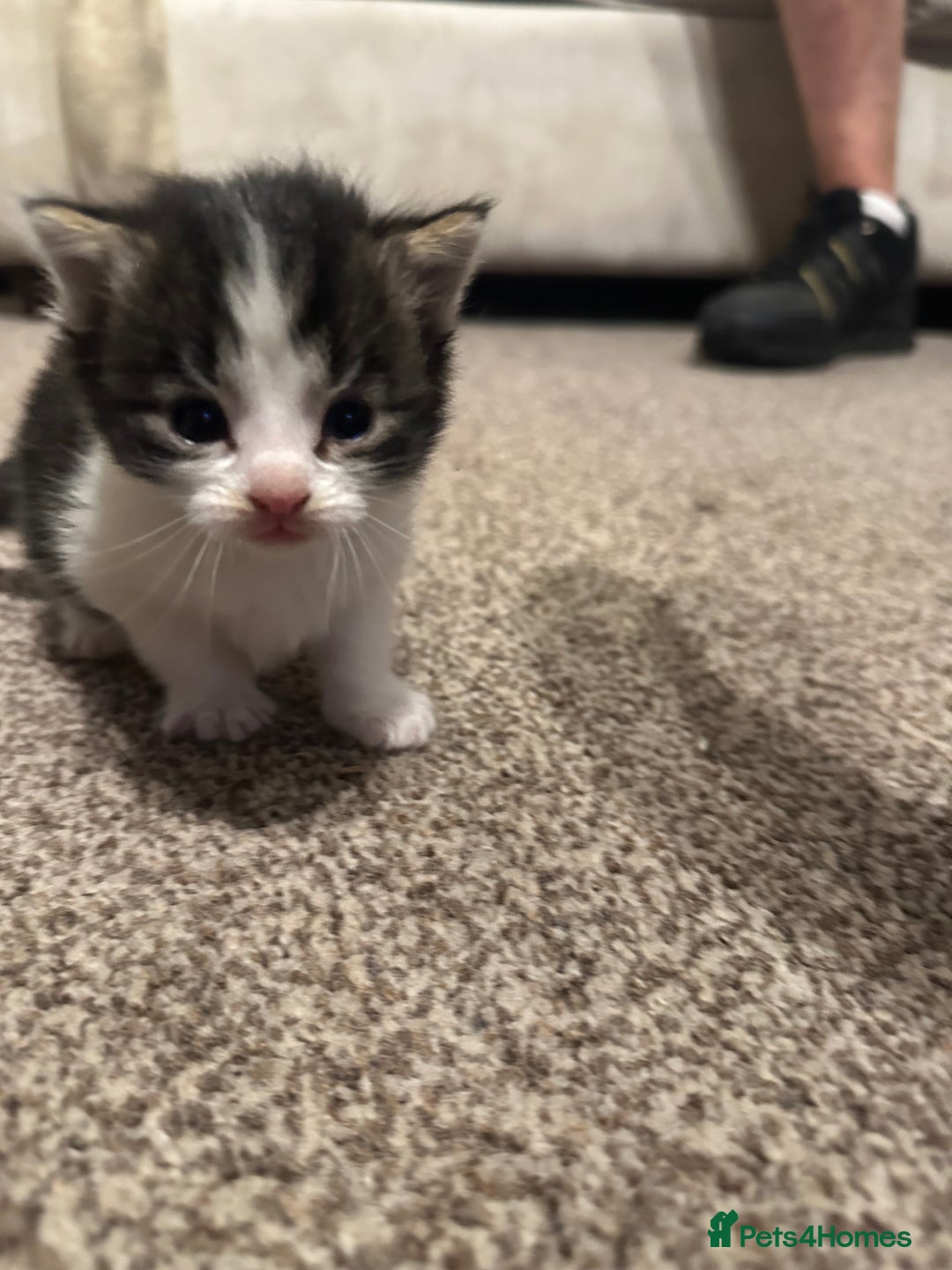 Scottish Fold cats for sale: Scottish fold (half) - Image 2