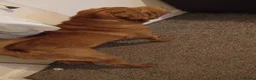 Shar Pei dogs for sale: Full breed shar pei  in Manchester - Advert 6