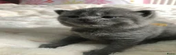 British Shorthair cats for sale: GCCF Blue and Bicolour Kittens  - Advert 5
