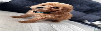 Cavapoo 3