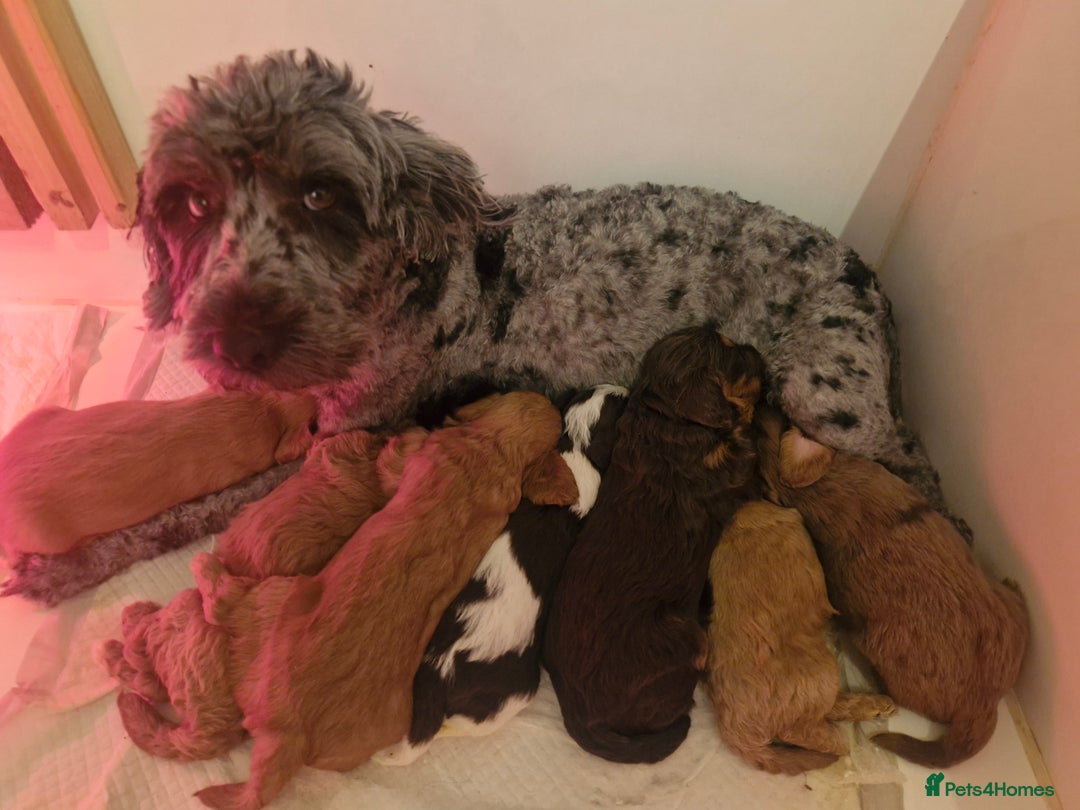 Cockapoo dogs for sale: Beautiful cockapoo puppys  - Advert 17