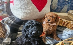 Miniature Poodle dogs for sale: Kc reg outstanding miniature Poodles in Stourbridge - Image 17