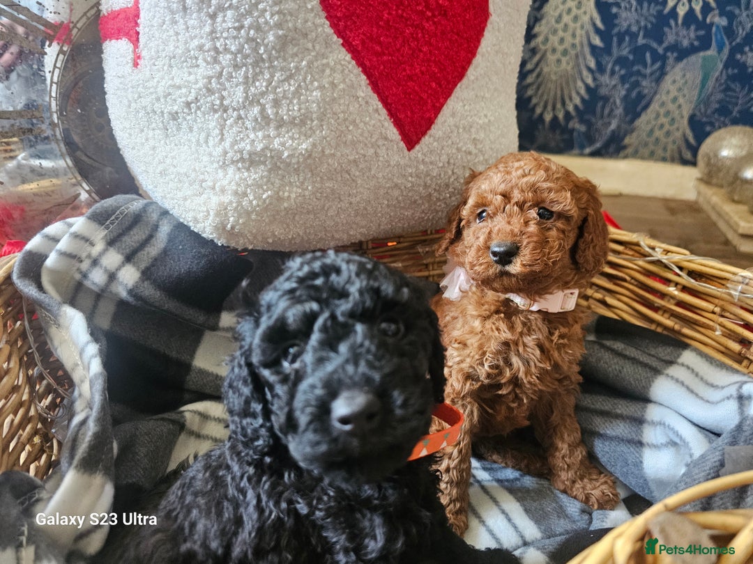 Miniature Poodle dogs for sale: Kc reg outstanding miniature Poodles in Stourbridge - Image 17