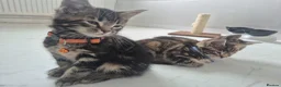 Maine Coon cats for sale: Beautiful Maine Coon X Ginger Kittens Sale - Advert 9
