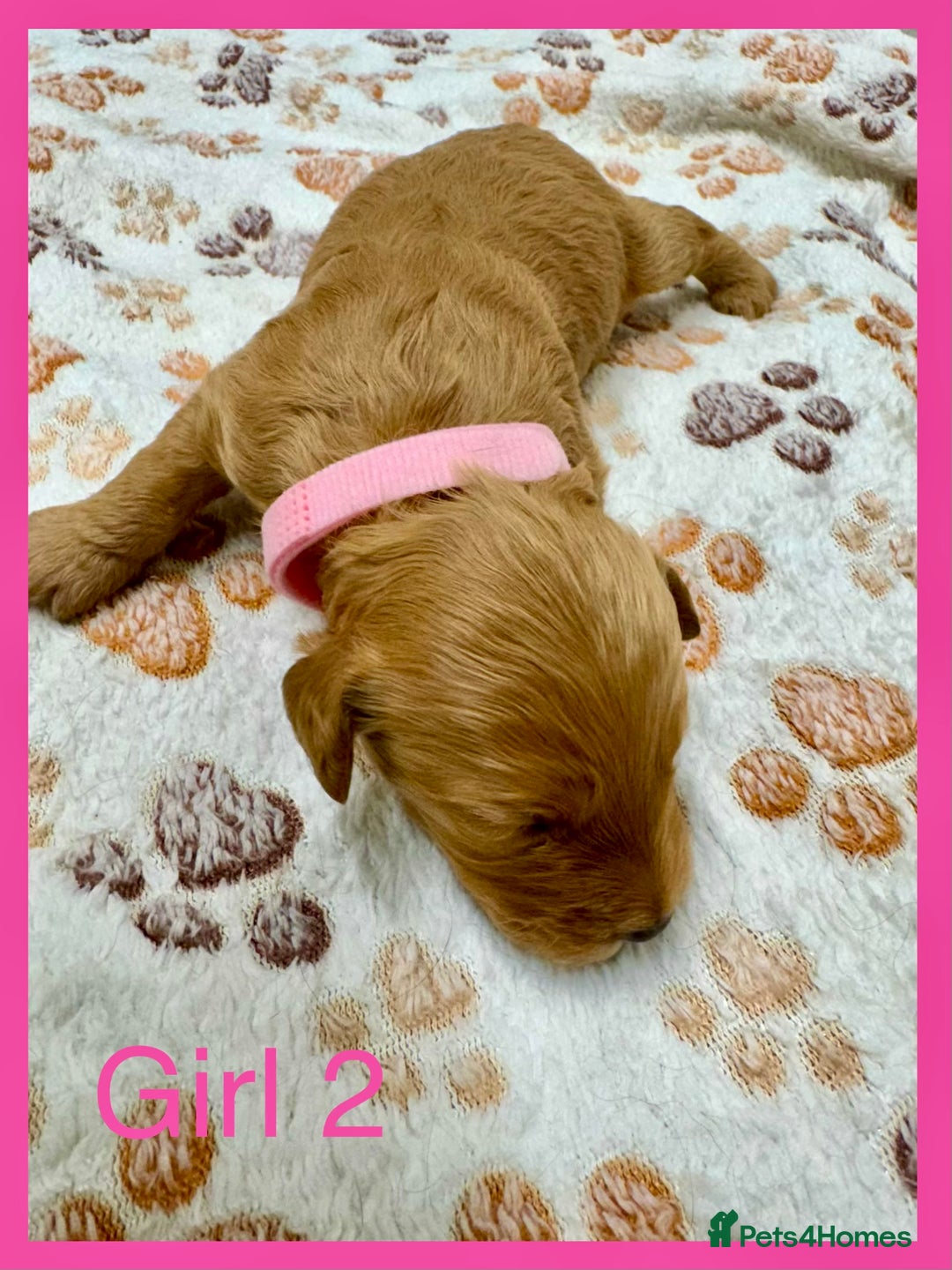 Cockapoo dogs for sale: Outstanding F1b Cockapoo Fully Health Tested  - Advert 9