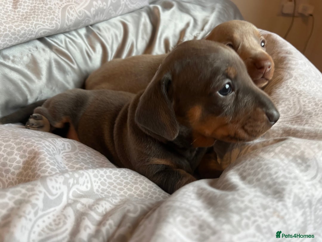 Dachshund dogs for sale: Stunning Dachshunds Ready to View - Advert 3